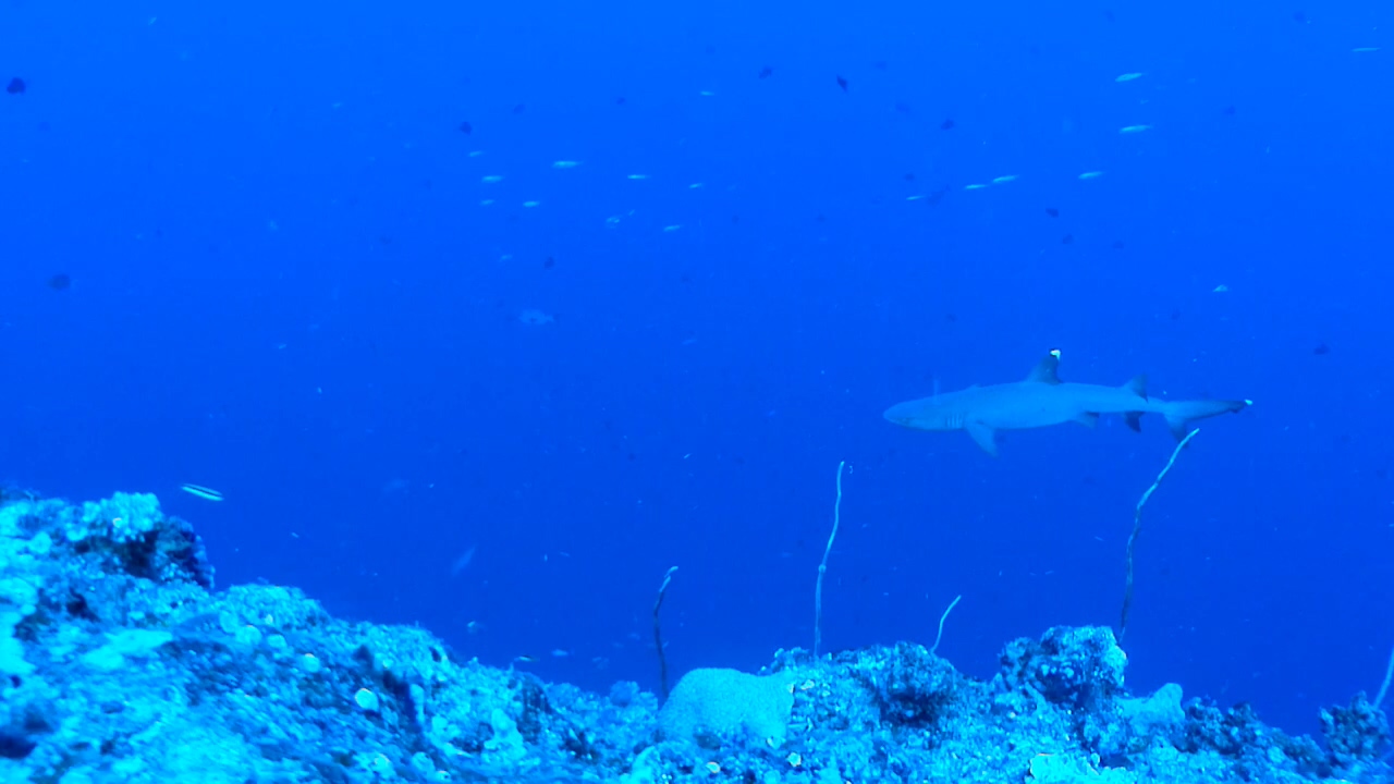 Palau Adventure Dive #Blue Corner Out Going Side