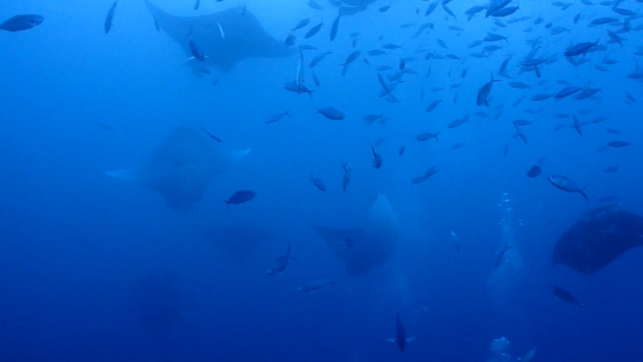 Palau Adventure Dive #German Channel