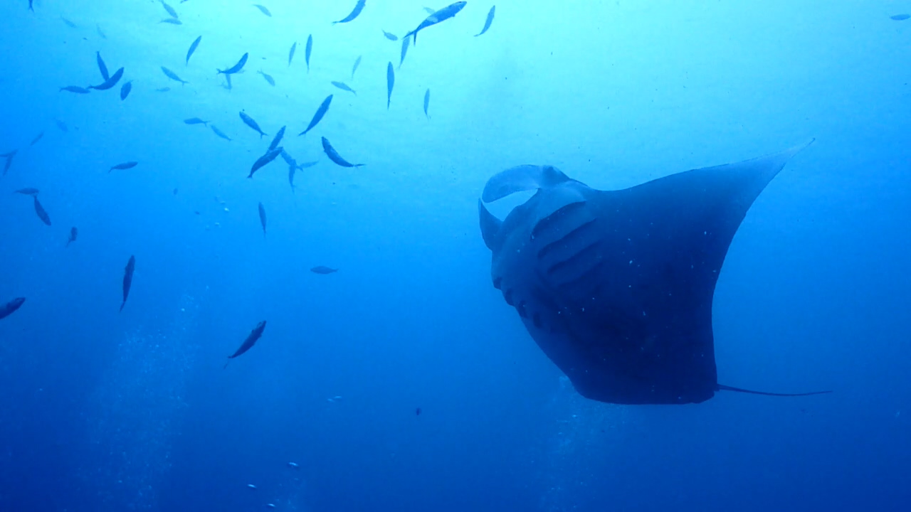 Palau Adventure Dive #German Channel