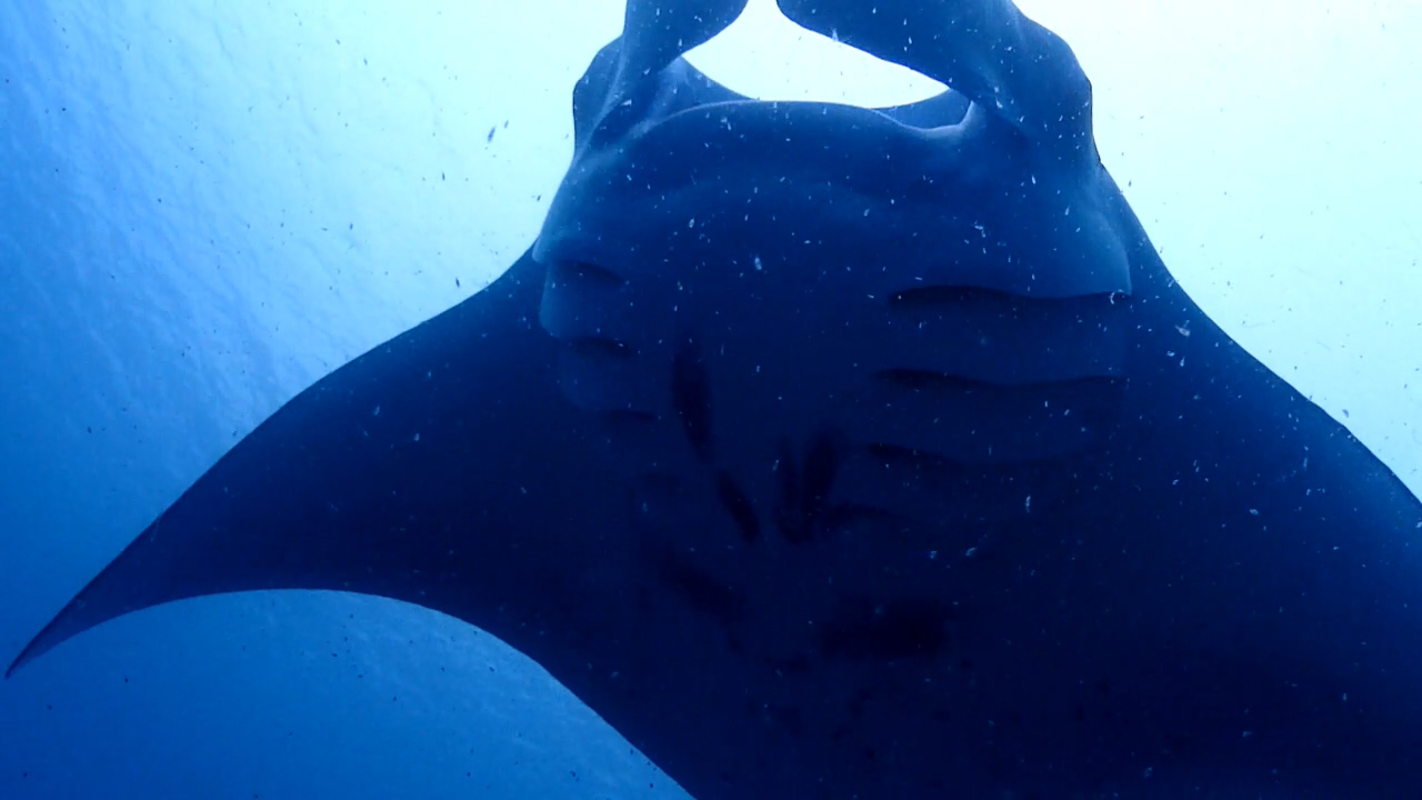 Palau Adventure Dive #German Channel