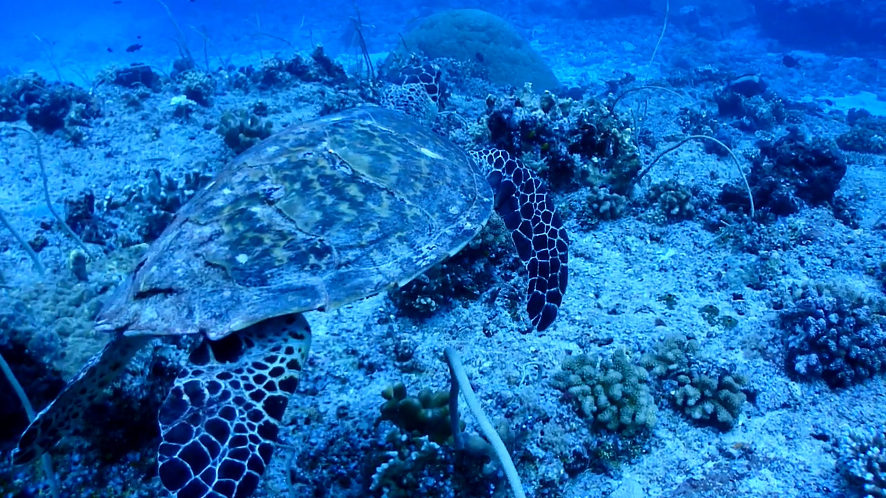 Palau Adventure Dive #Blue Corner Out Going Side