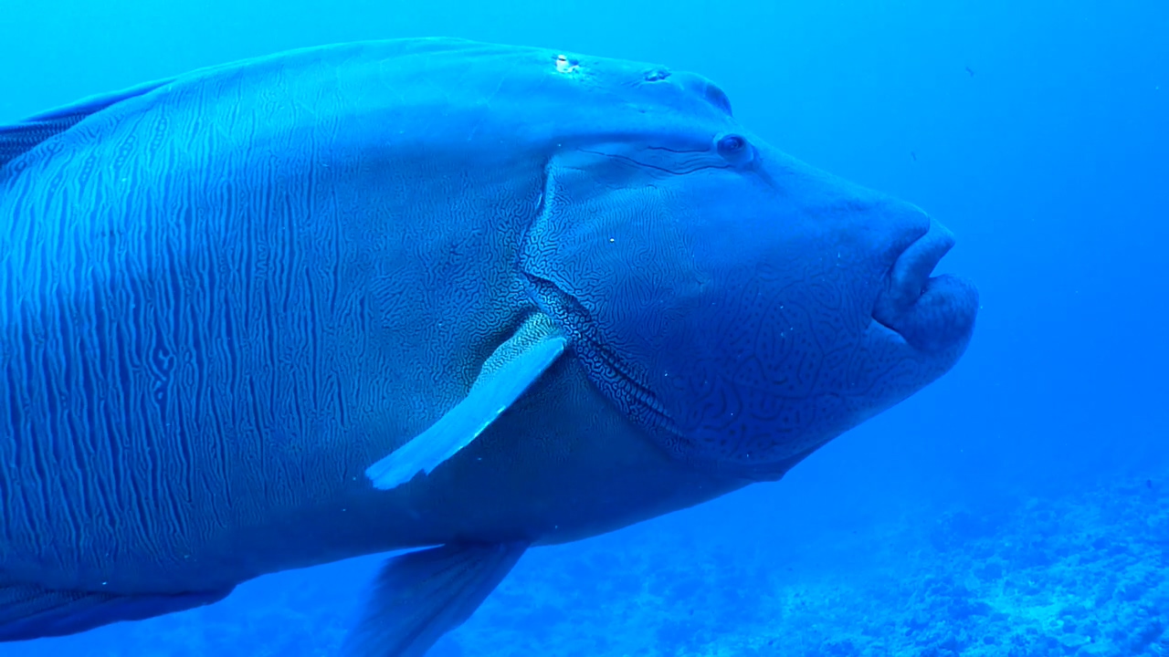 Palau Adventure Dive #Blue Corner Out Going Side