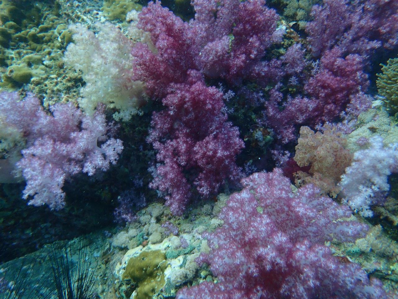 사우스안다만  - Talang pinnacle