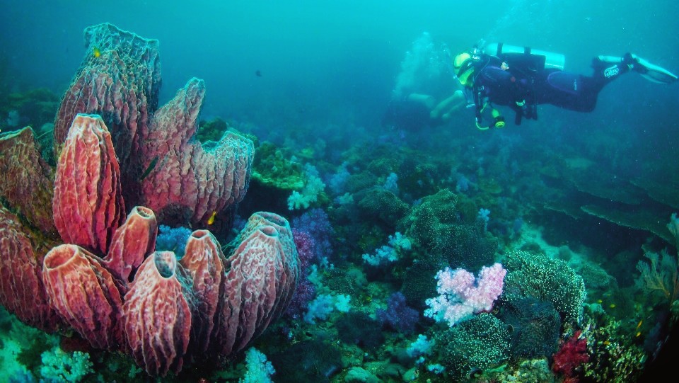 사우스안다만  - Talang pinnacle