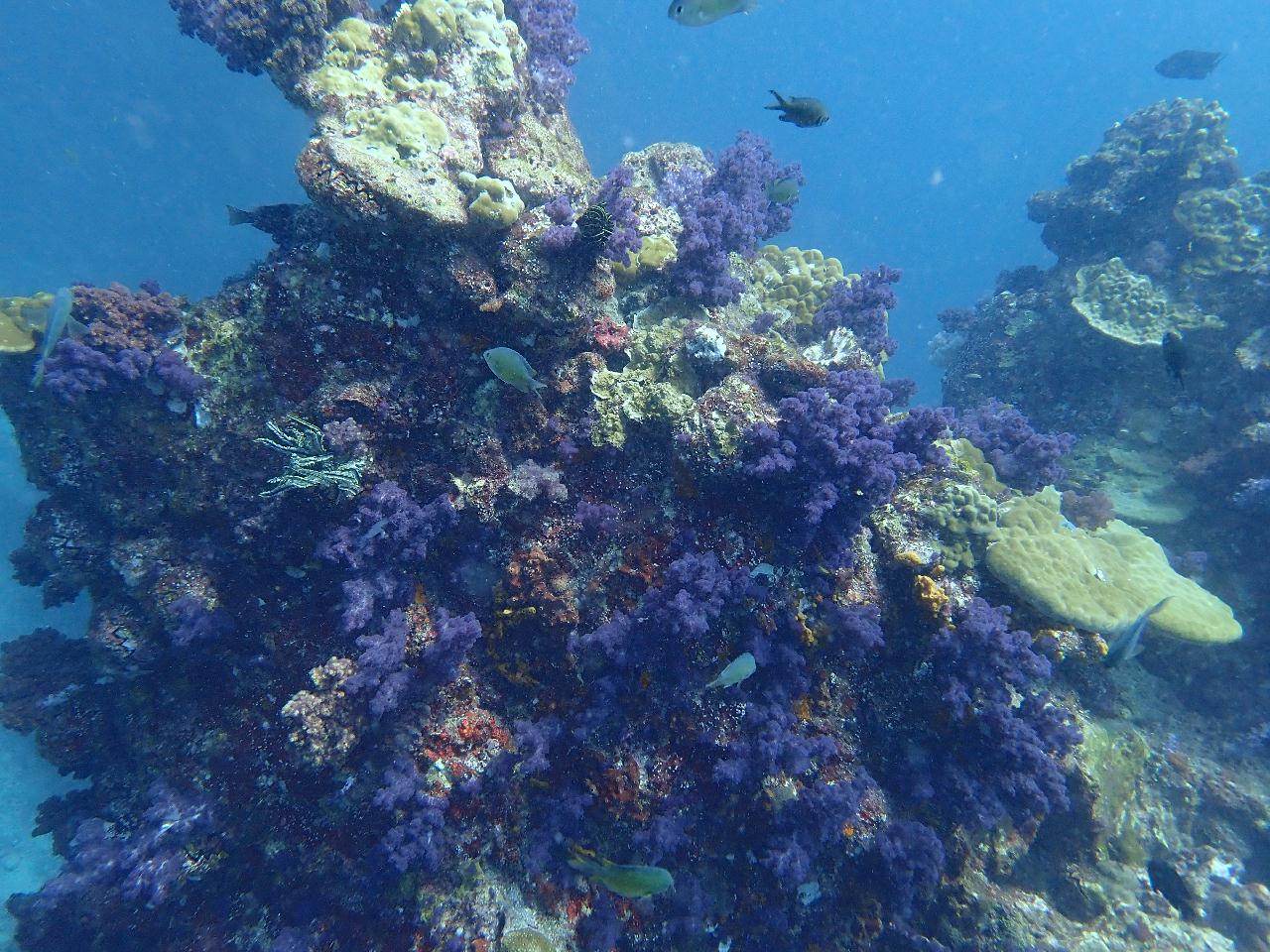 사우스안다만 리브어보드