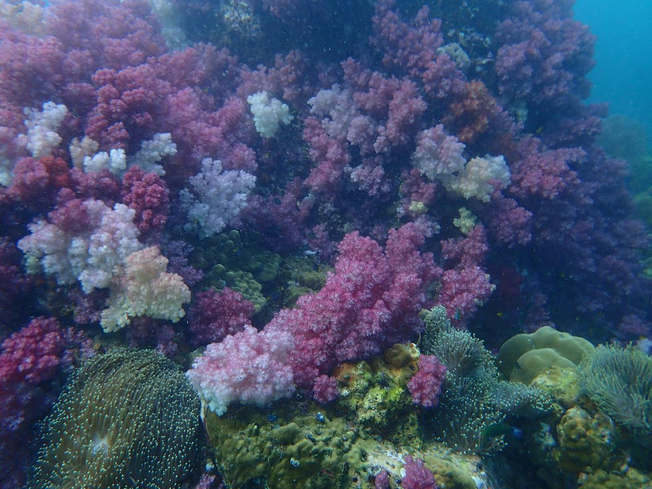 사우스안다만  - Talang pinnacle