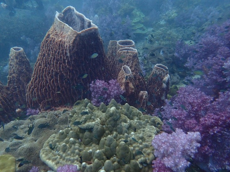 사우스안다만 리브어보드