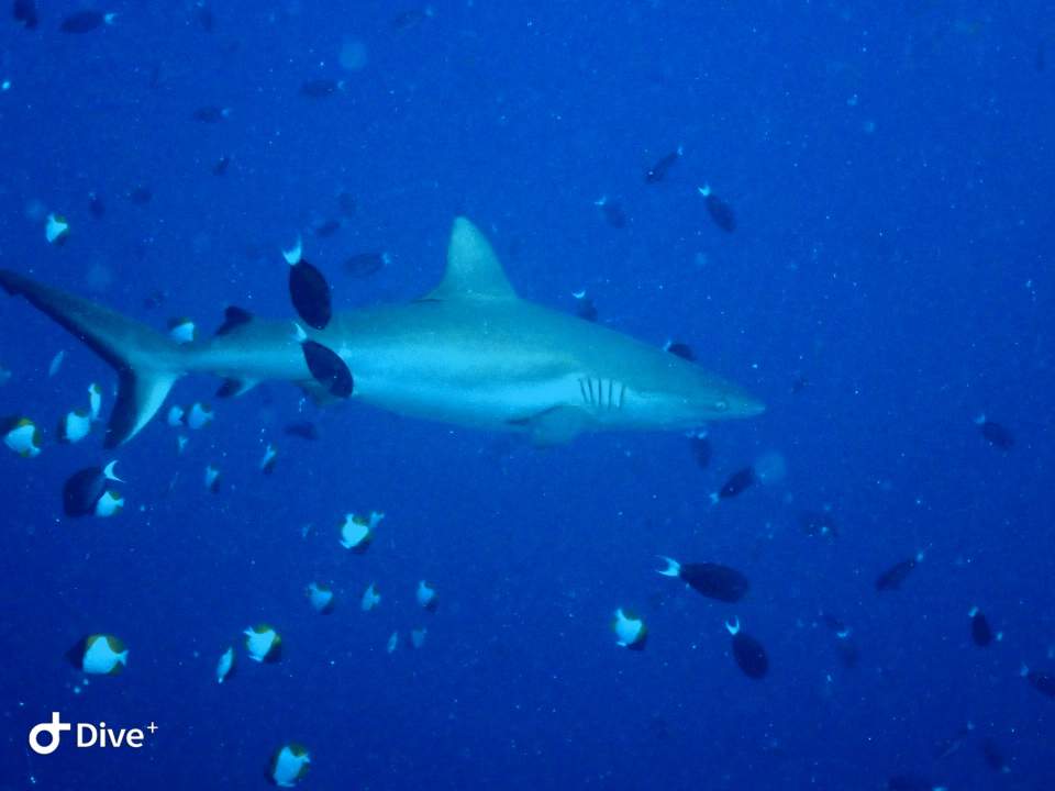 팔라우 - Ngerchong outside