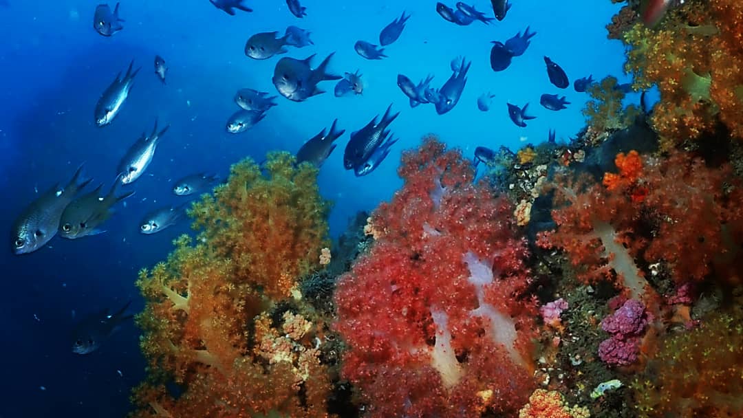 보트다이빙포인트 메이즈