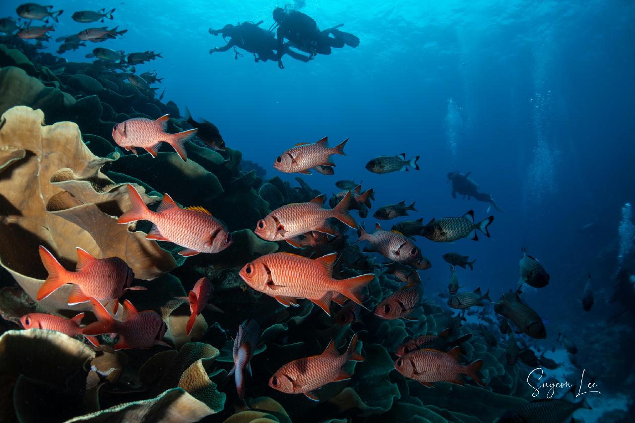 팔라우 - 울롱채널