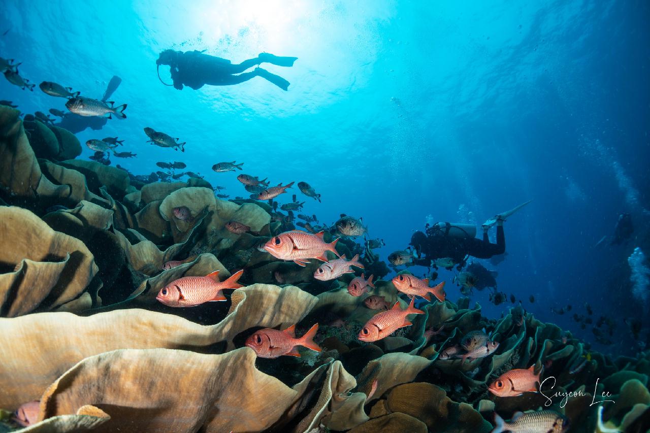 팔라우 - 울롱채널