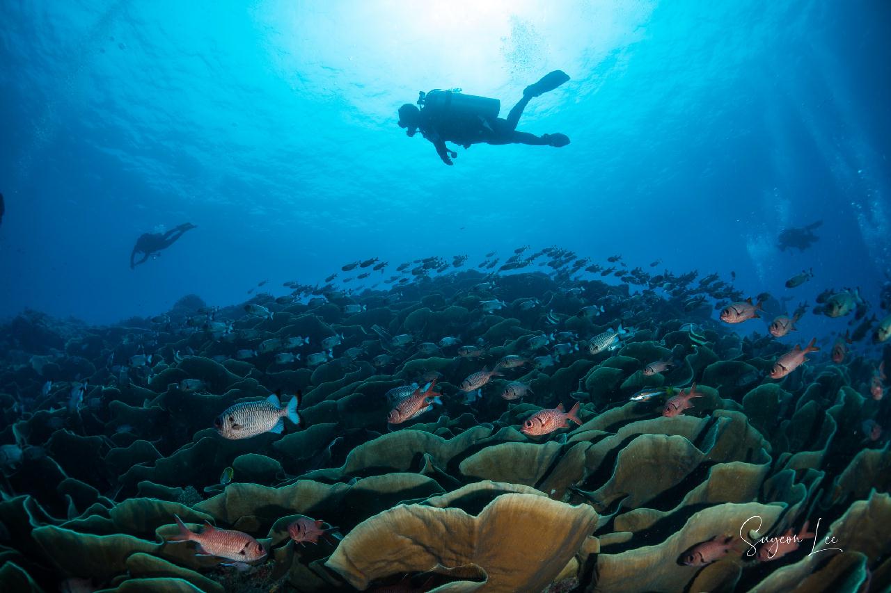 팔라우 - 울롱채널