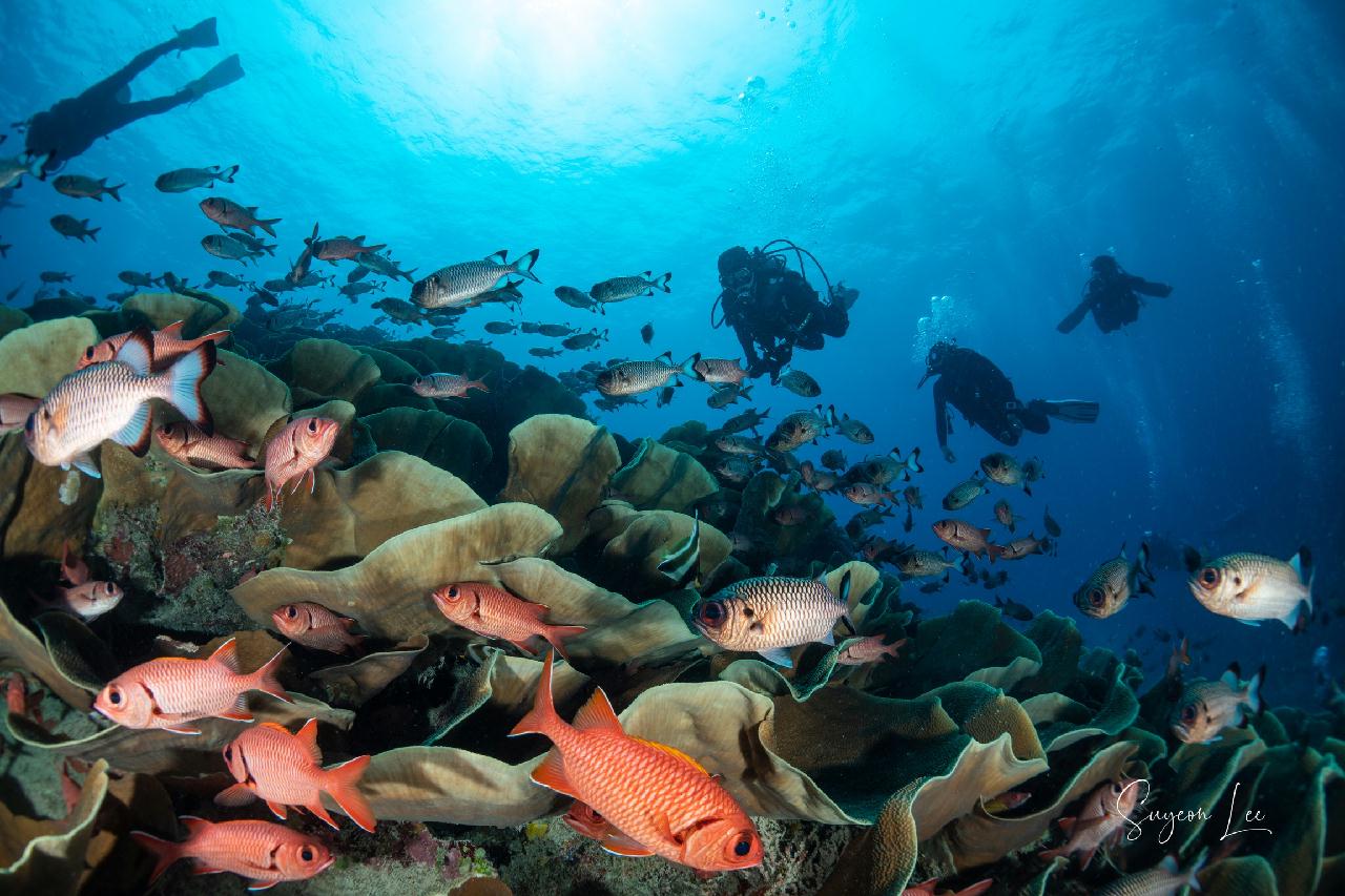 팔라우 - 울롱채널