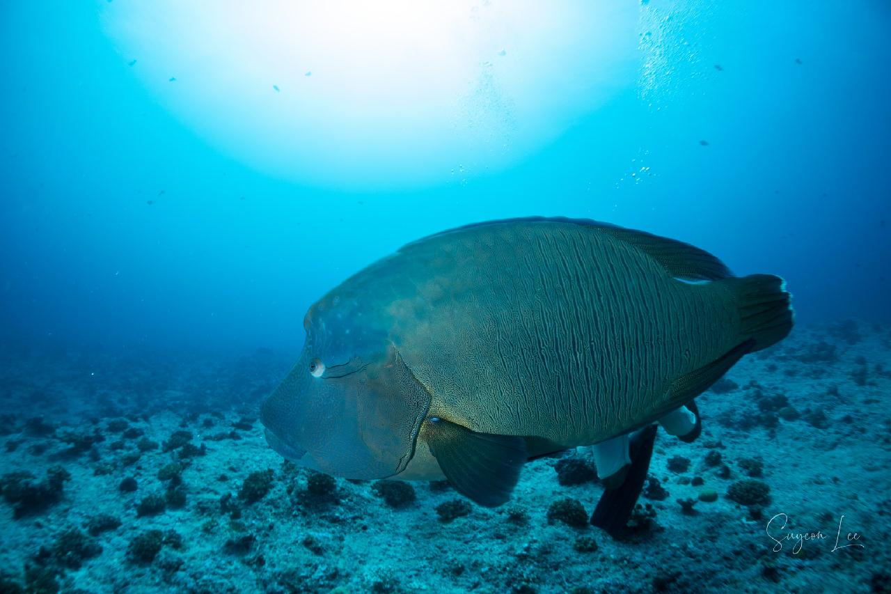 팔라우 - 블루코너