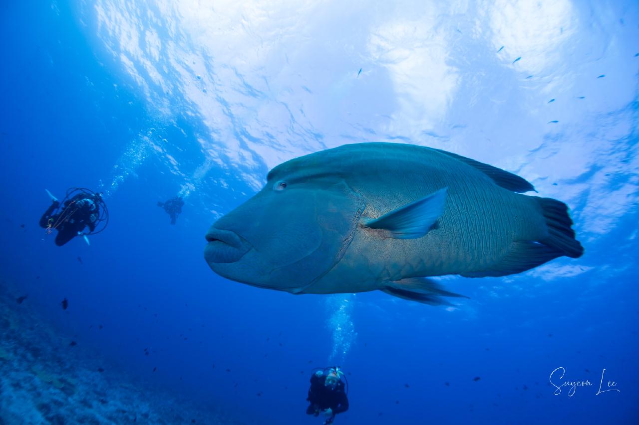 블루코너 / 팔라우