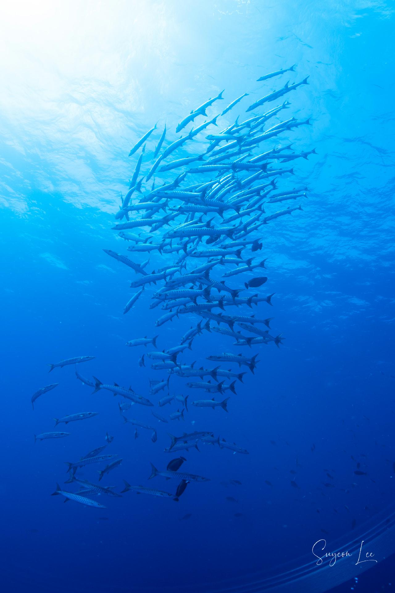 블루코너 / 팔라우