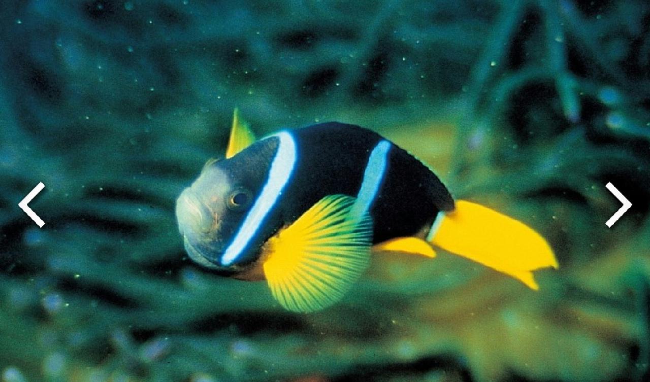 흰동가리, 크라운피쉬, 아네모네피쉬...동명