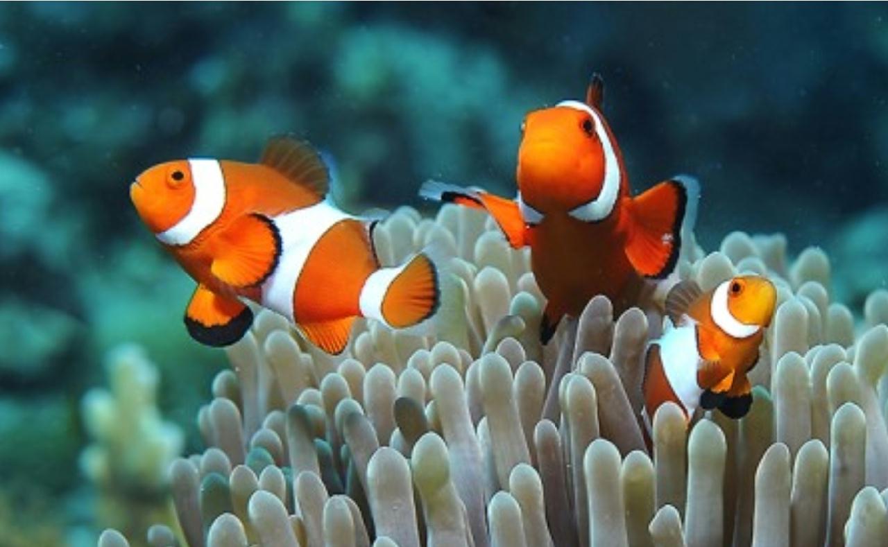 흰동가리, 크라운피쉬, 아네모네피쉬...동명