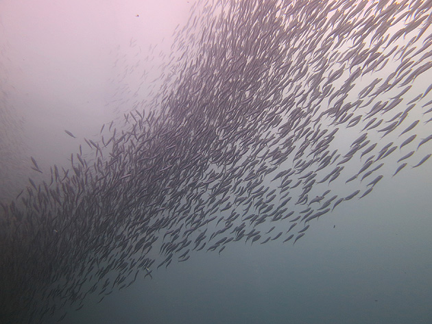 모알보알 정어리떼 처음 하루 4번 한날