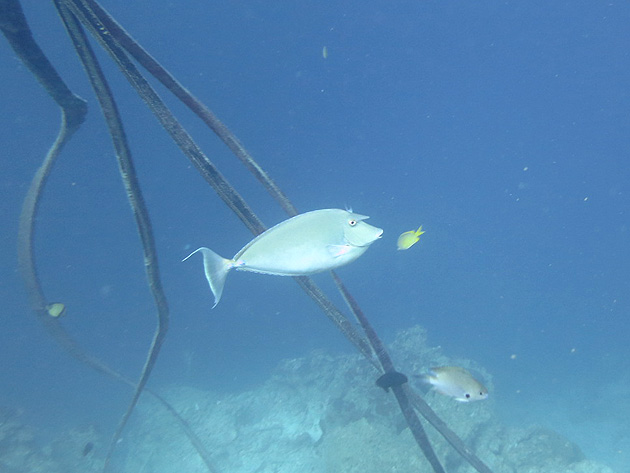모알보알 정어리떼 처음 하루 4번 한날