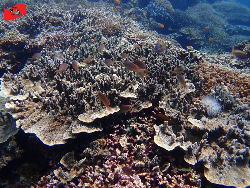 모알보알 마지막 입수 탈리사