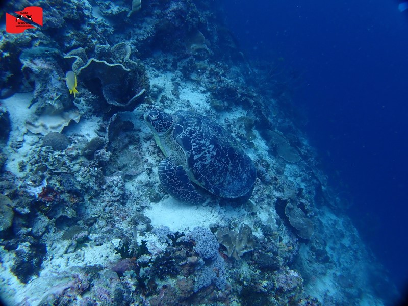 모알보알 마지막 입수 탈리사