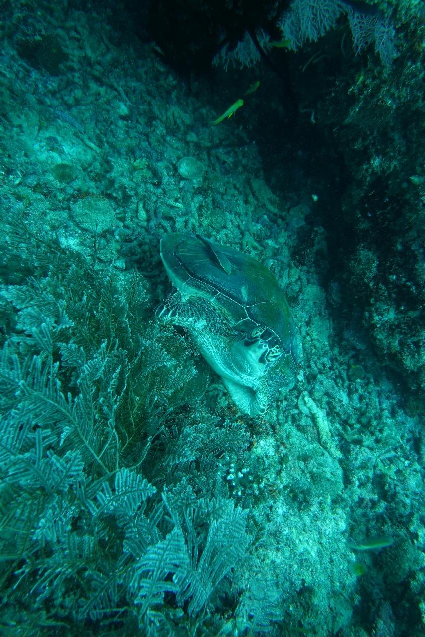 Pamilacan - Spanish Tower