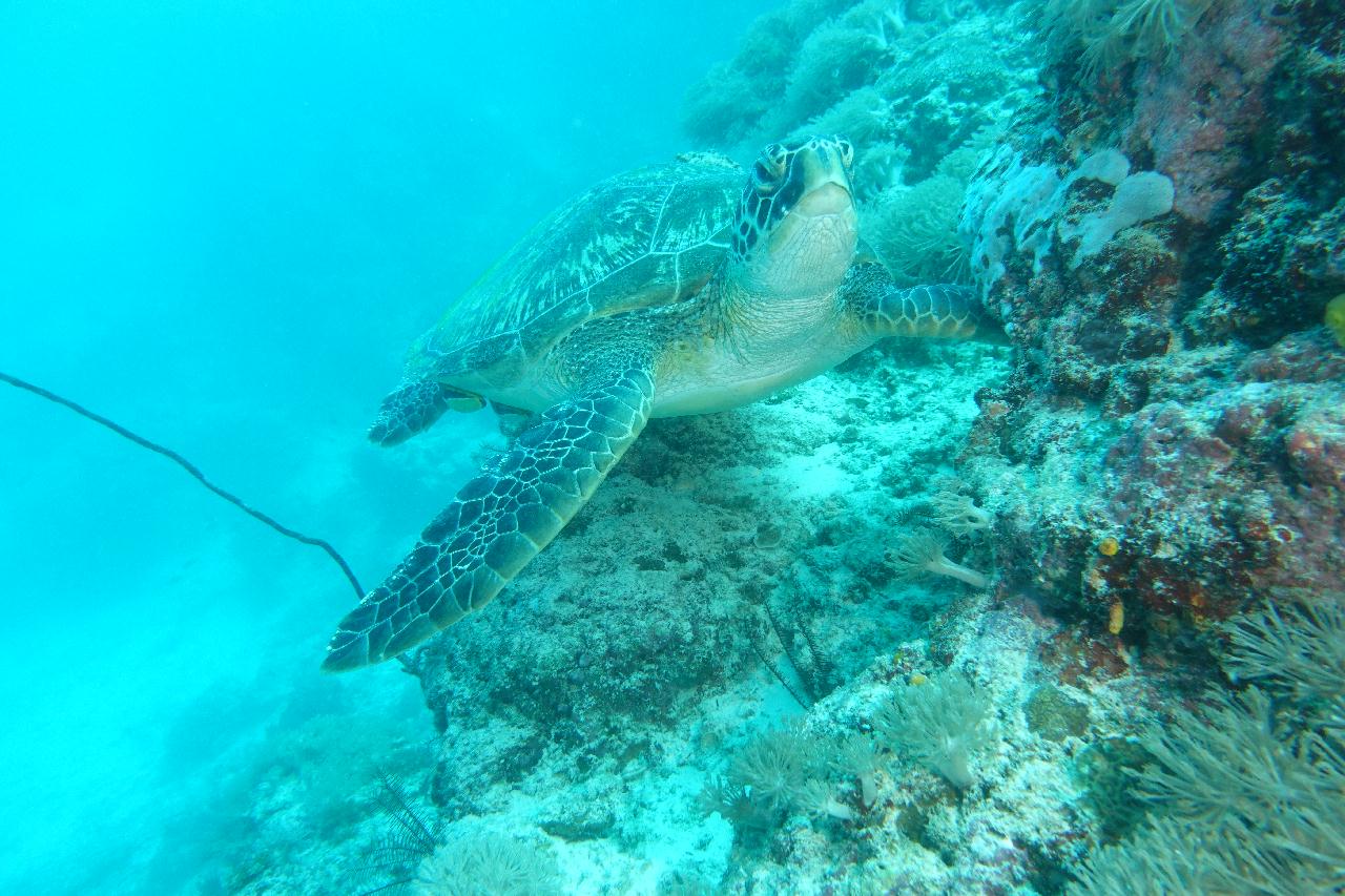 Pamilacan - Spanish Tower