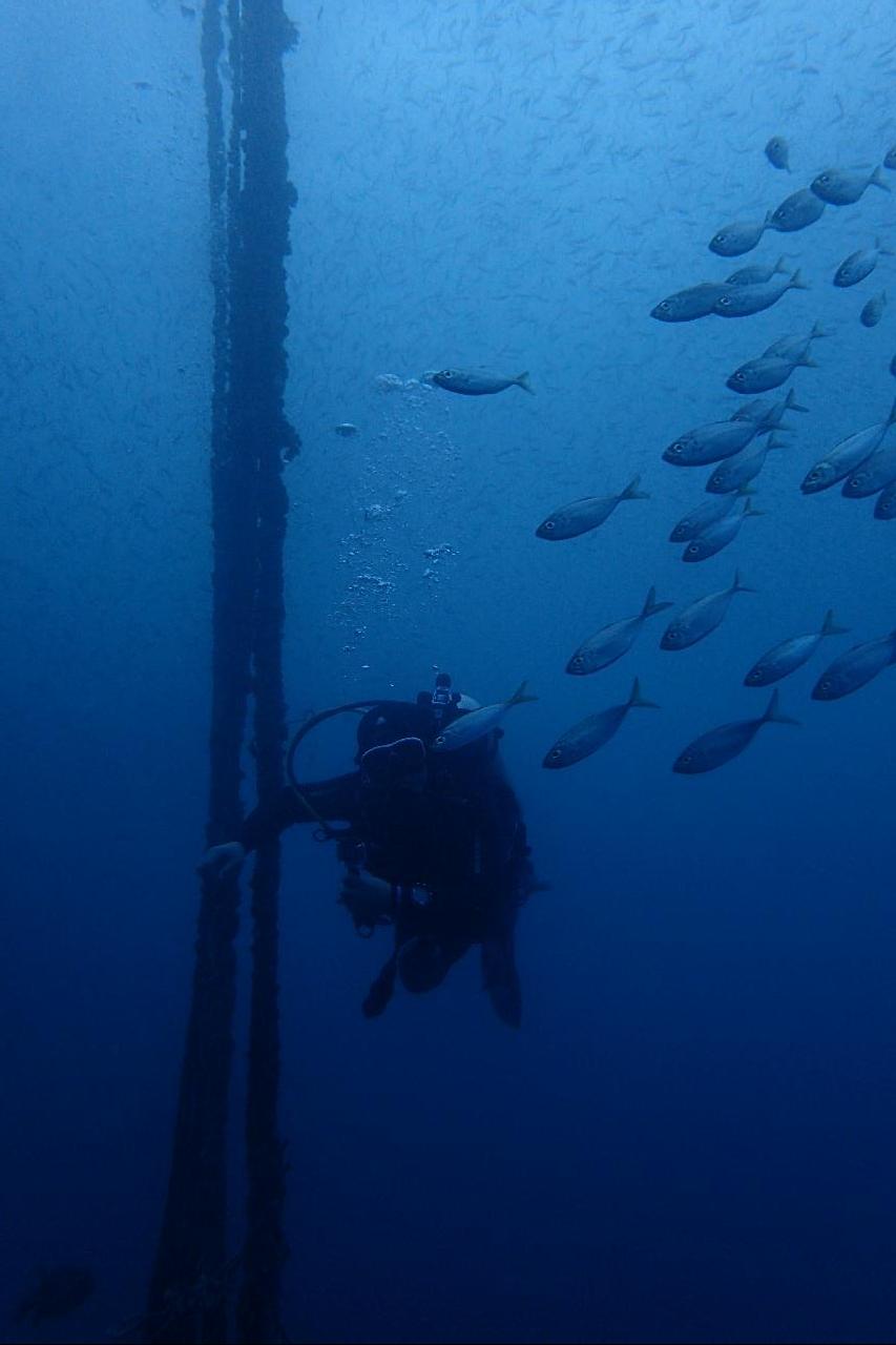 Moalboal - Lion house reef