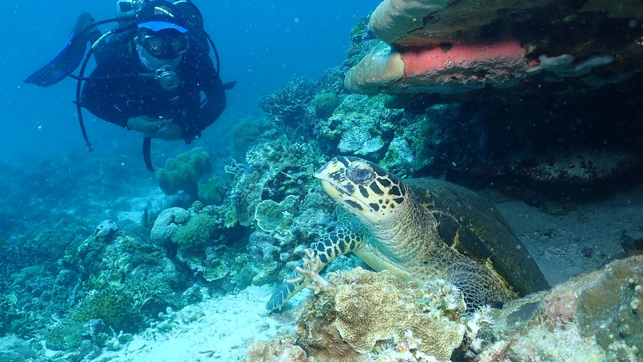 seapearl diver - Maite