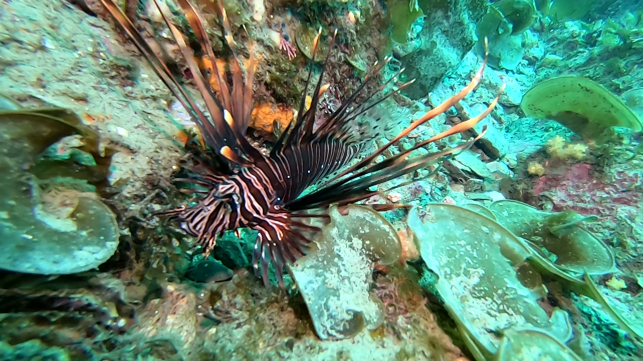 조용하고 몽환적인 다이빙