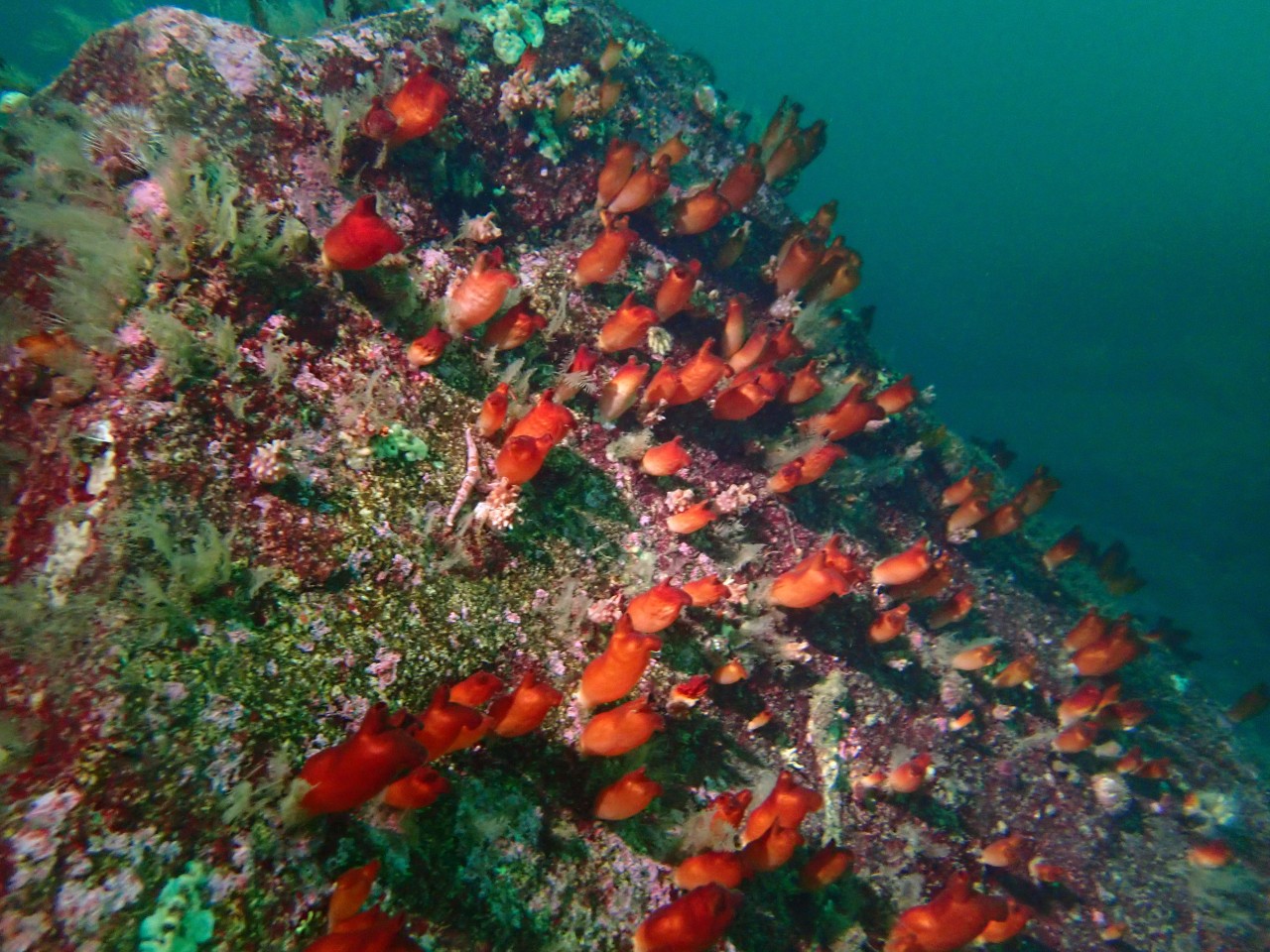 고성 봉포리조트 _ 동해 두번째 