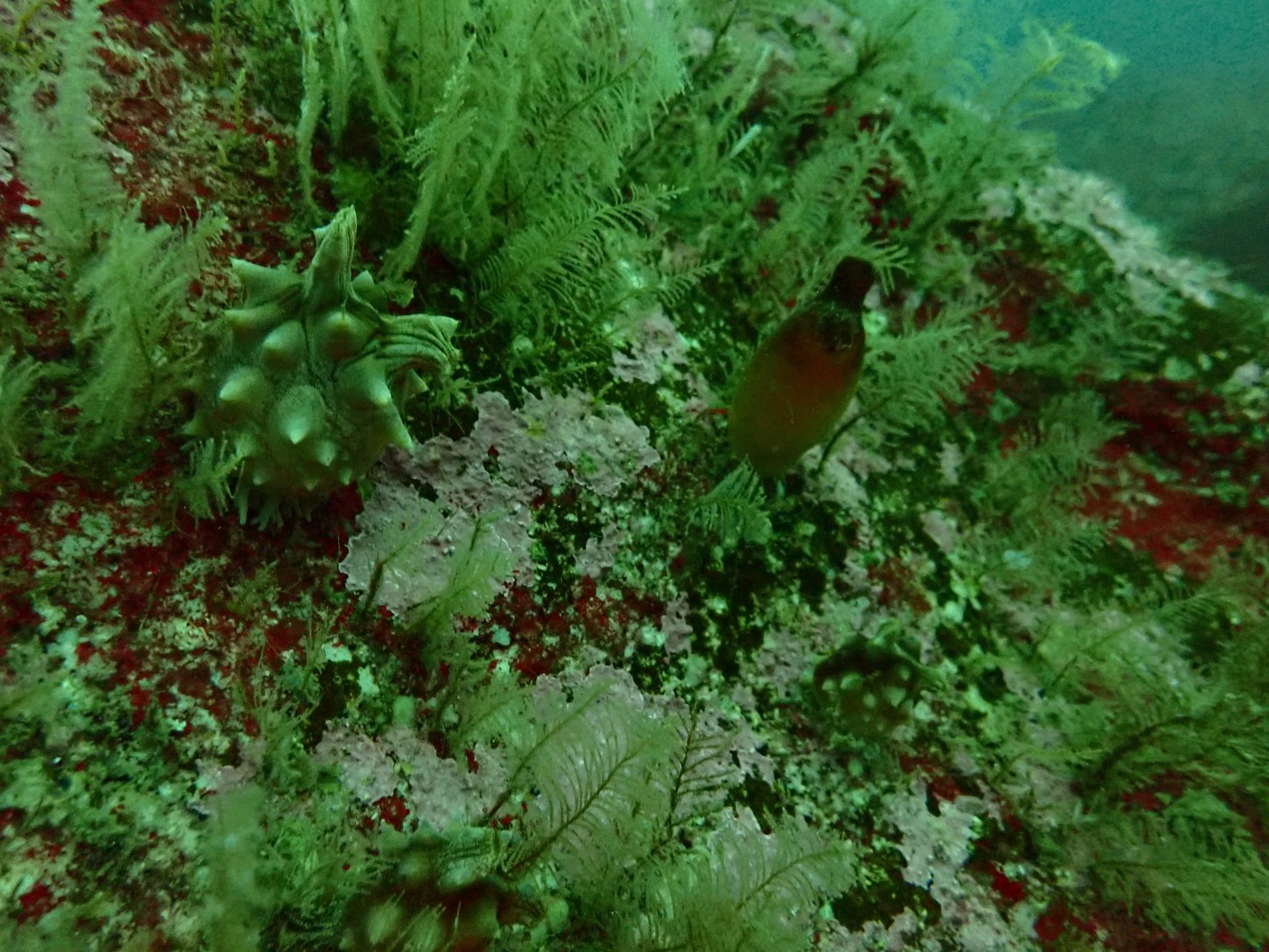 고성 봉포리조트 _ 동해 두번째 