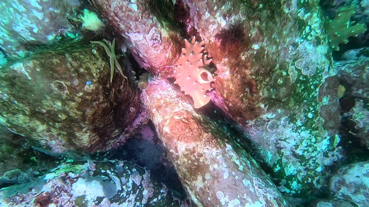 고성 봉포리조트 _ 동해 두번째 