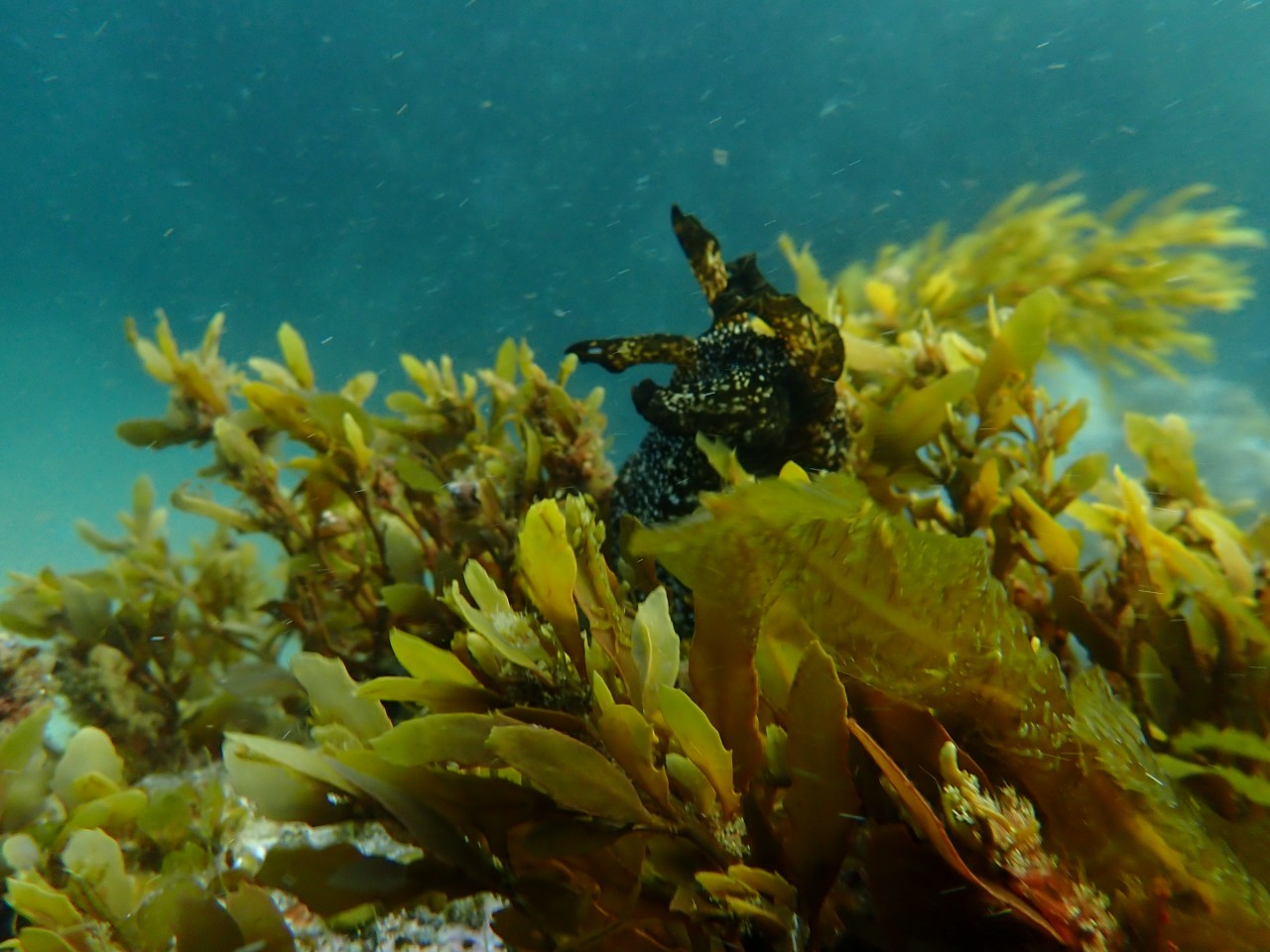 고성 봉포리조트 _ 동해 두번째 