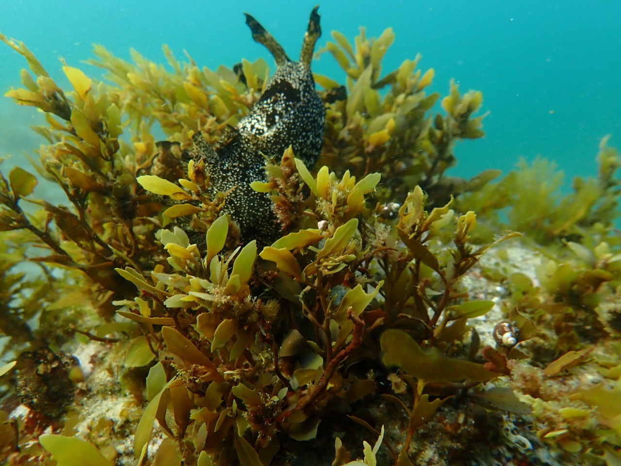 고성 봉포리조트 _ 동해 두번째 
