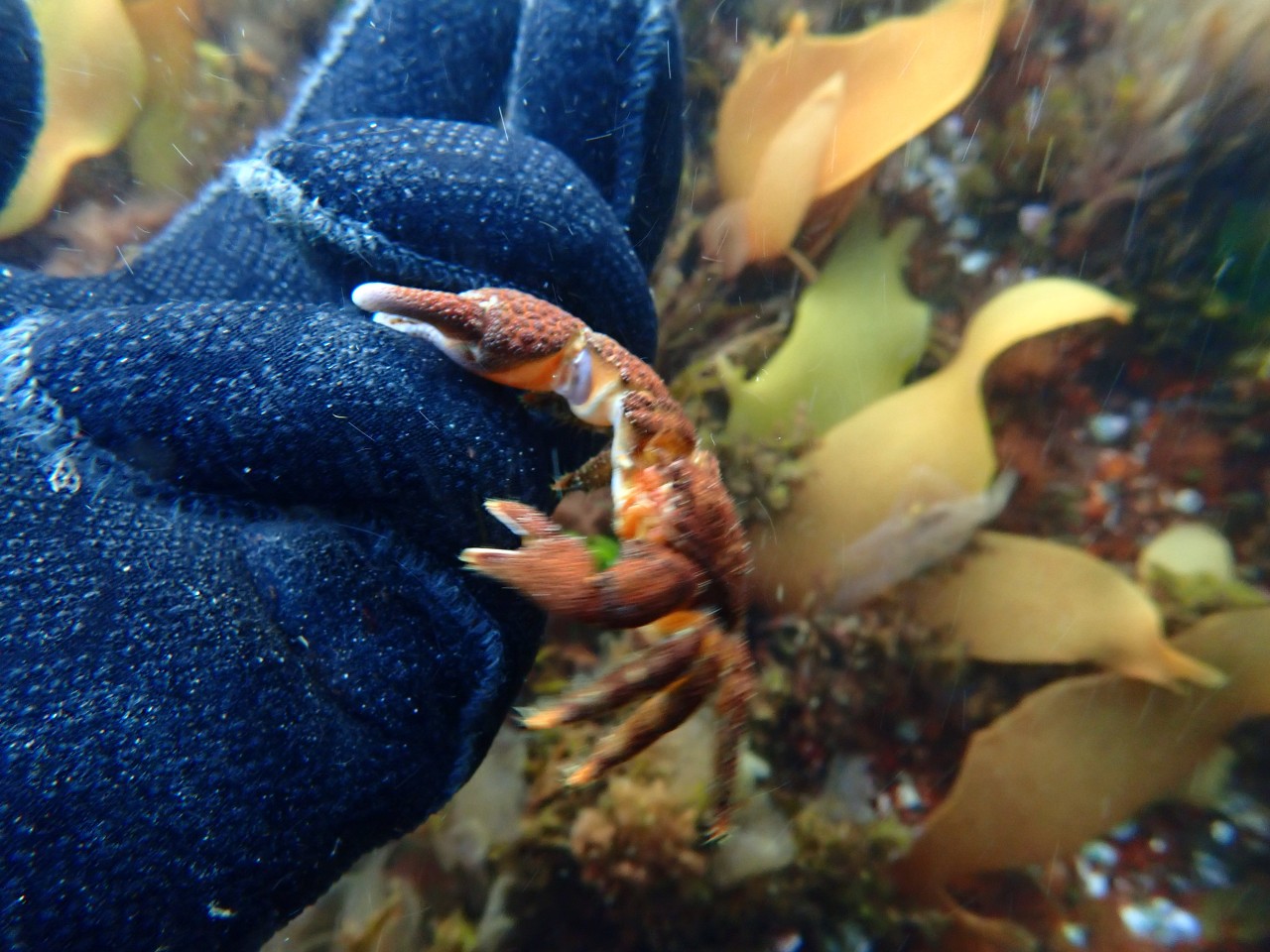 고성 봉포리조트 _ 동해 두번째 
