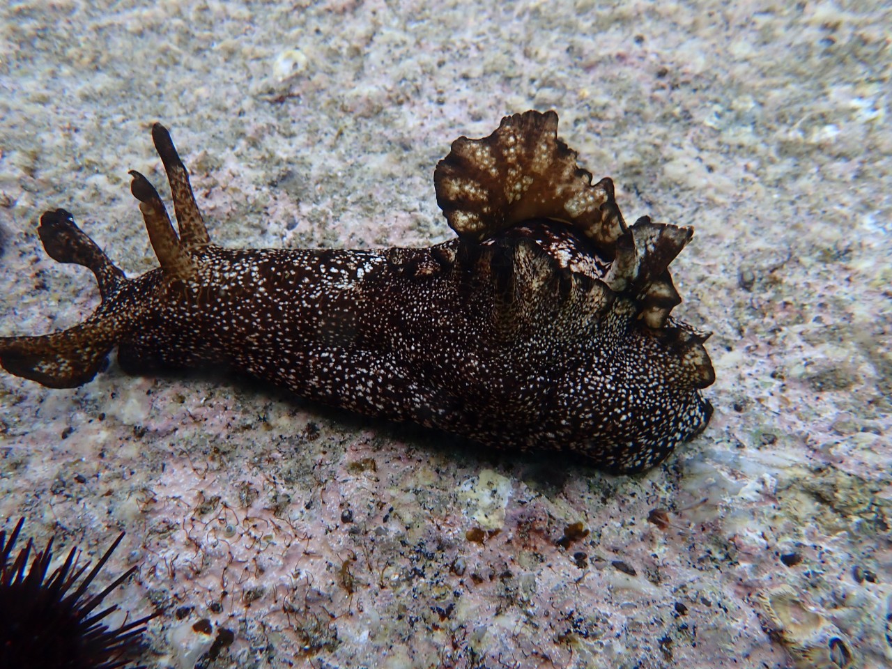 고성 봉포리조트 _ 동해 두번째 