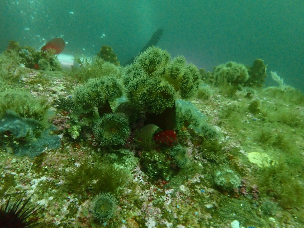 고성 봉포리조트 _ 동해 두번째 