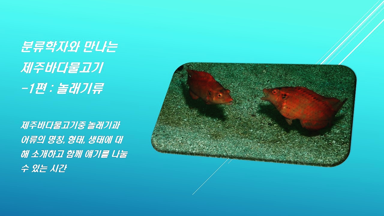 놀래기 이야기