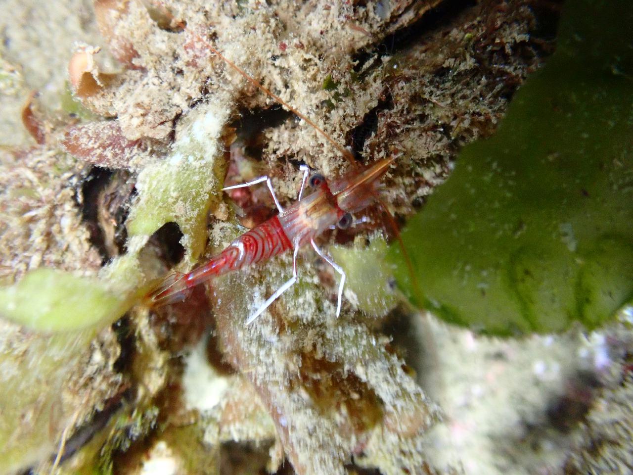 그린다이버스와 함께하는 야간다이빙