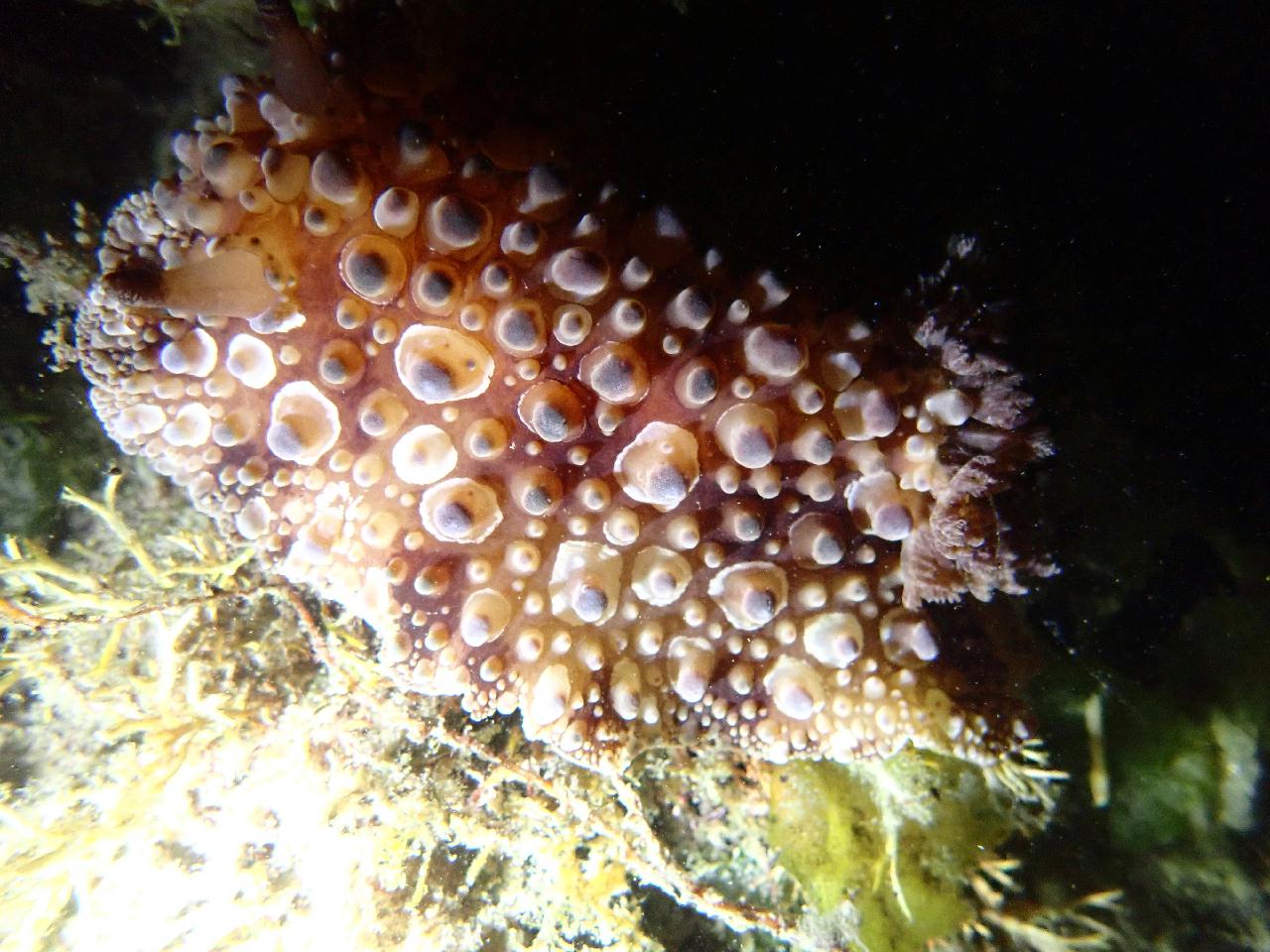 그린다이버스와 함께하는 야간다이빙