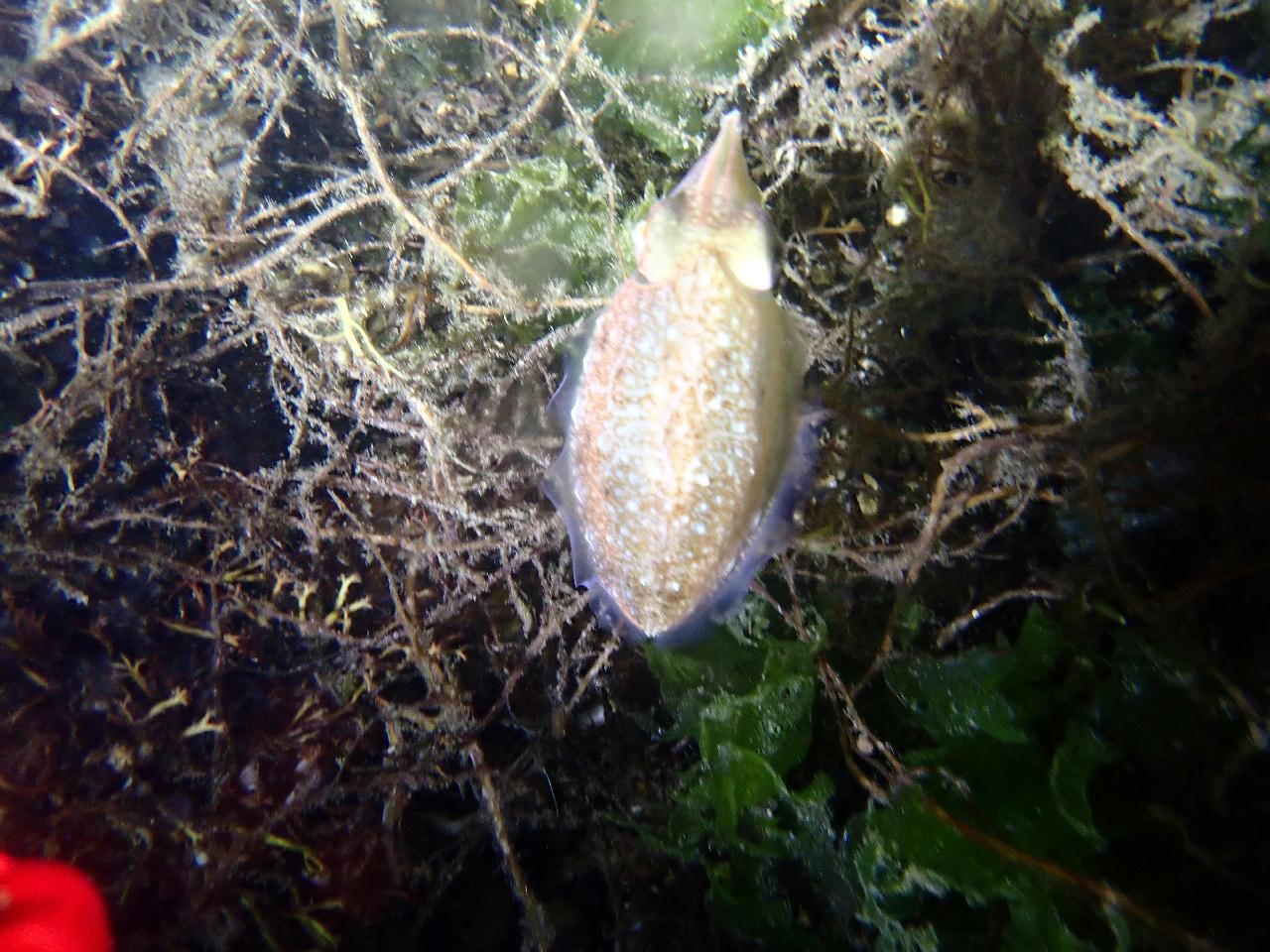 그린다이버스와 함께하는 야간다이빙