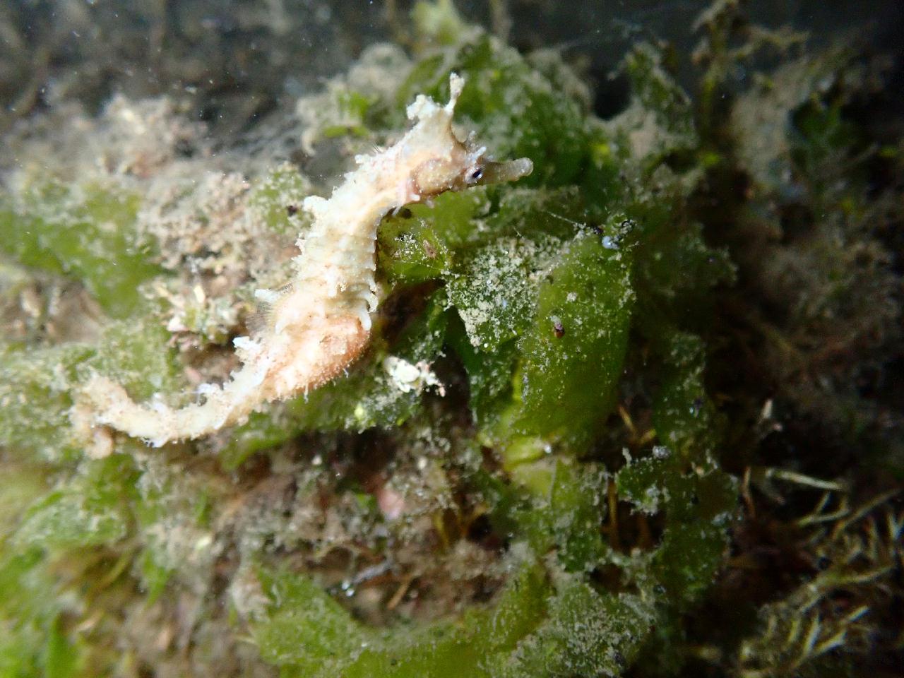 그린다이버스와 함께하는 야간다이빙