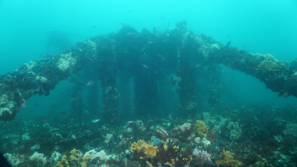 초록물고기 남애스쿠버리조트 1st dive(June 27, 2020)