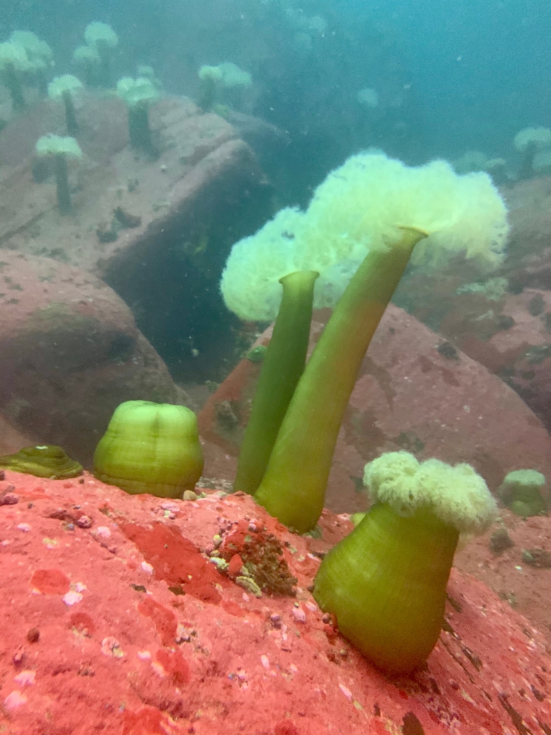 환상적 말미잘포인트 