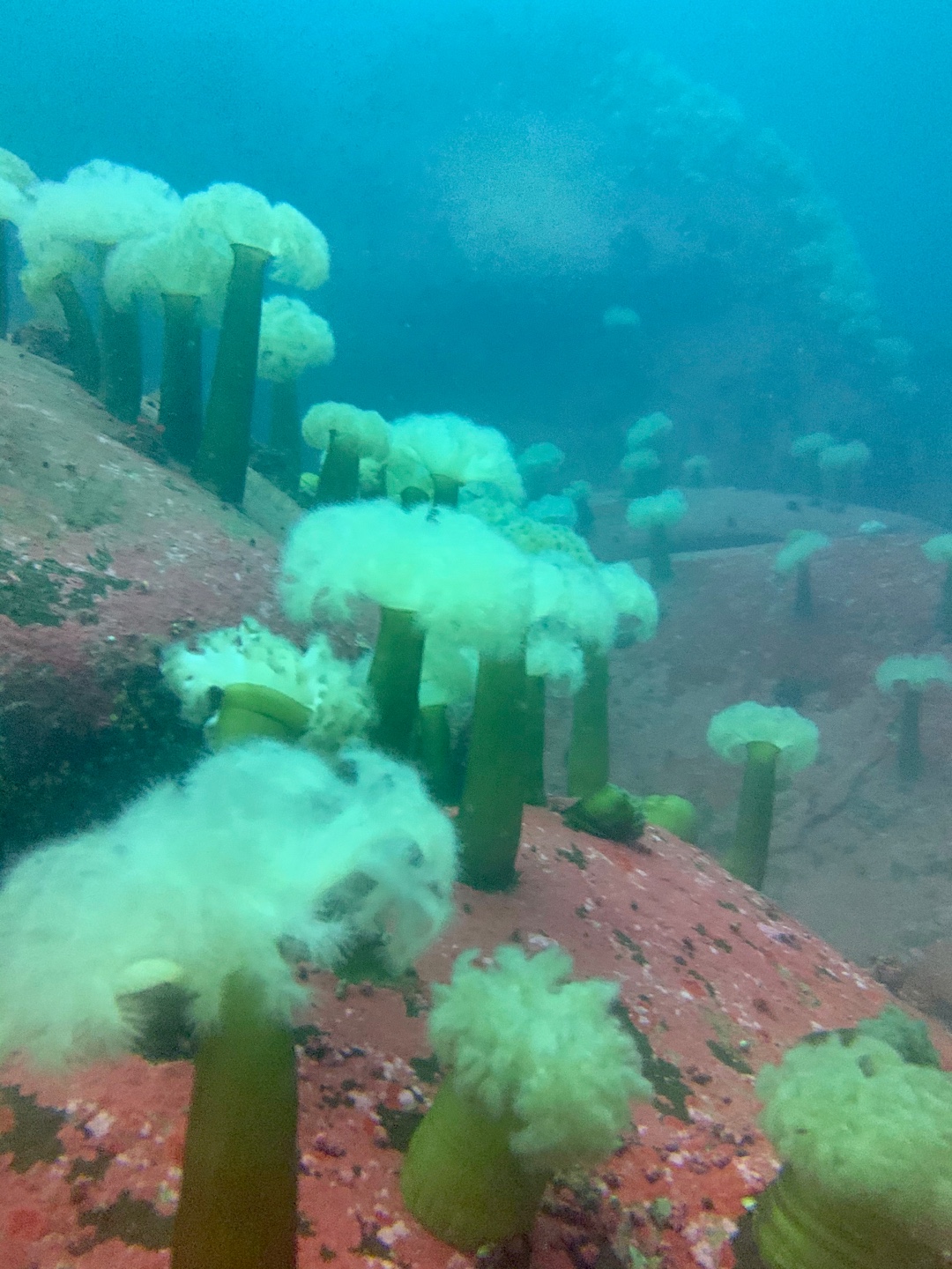 환상적 말미잘포인트 