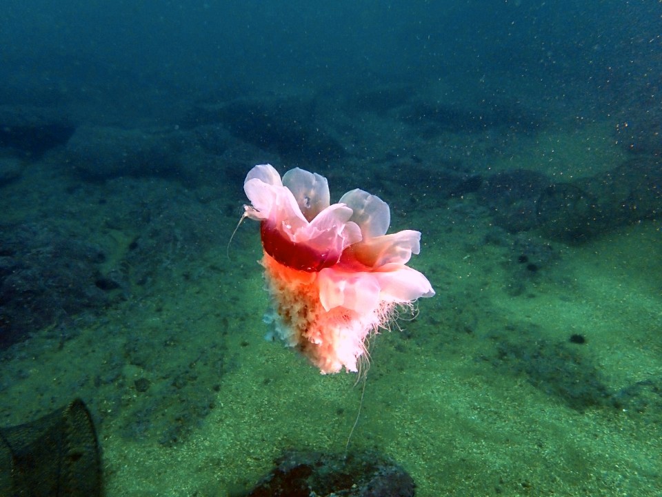 양양 칸다이브_자연짬 이쁜데