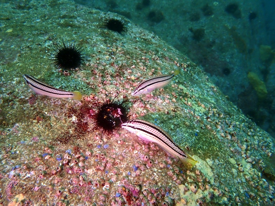 양양 칸다이브_자연짬 이쁜데