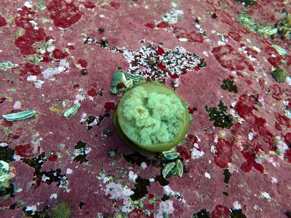 양양 칸다이브_자연짬 이쁜데